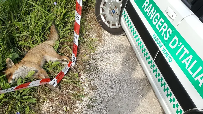 La volpe uccisa dai cacciatori