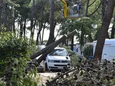 CARRAI - DINO TOMMASELLA - CAVALLINO - CAMPING MEDITERRANEO - I LAVORI DI SISTEMAZIONE E TRASPORTO DEGLI ALBERI TAGLIATI