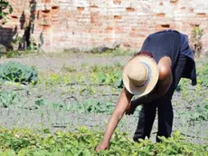 orto biologico carcere femminile giudecca