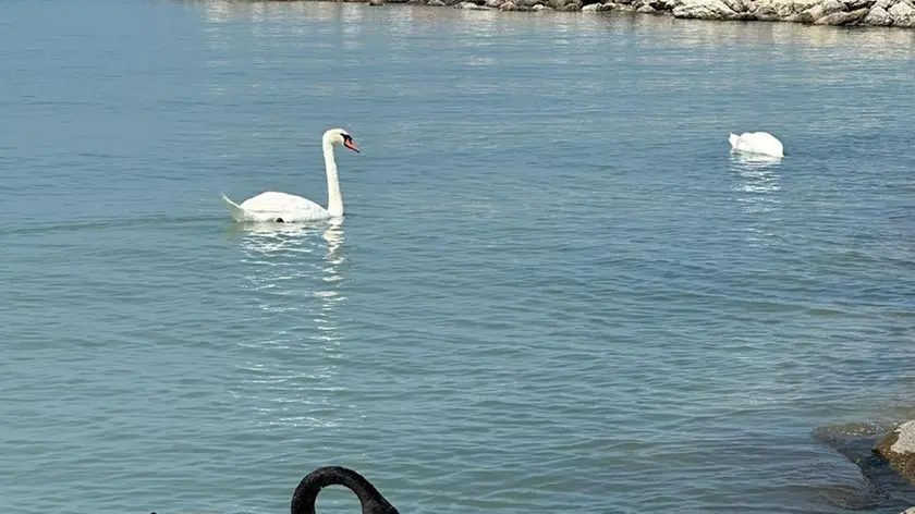 I cigni che nuotano sulla costa di Isola Verde