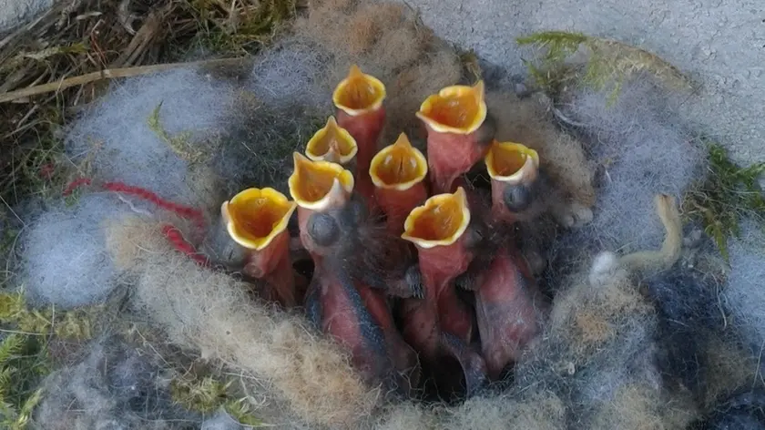 Un nido di cinciallegre con i piccoli appena nati