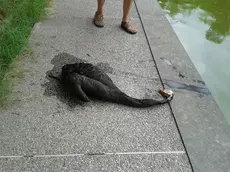 L'ultimo cigno trovato morto al Parco Bissuola