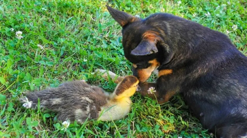 Cloe con il suo anatroccolo, che protegge e coccola