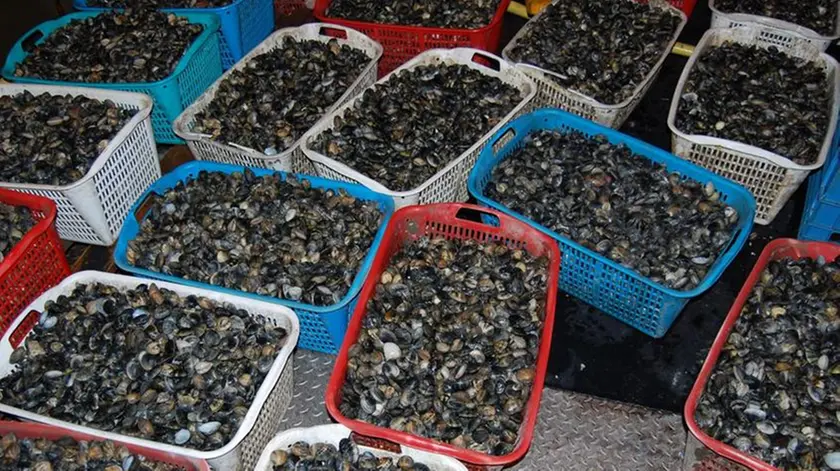 - Una parte delle vongole sequestrate dai carabinieri