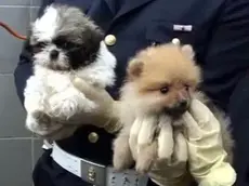 Fermoimmagine del video sui 19 cuccioli di cane salvati dalla Polizia di frontiera di Trieste, 14 aprile 2011. Erano arrivati dalla Slovacchia ma erano troppo piccoli per viaggiare i diciannove cuccioli salvati a Fernetti. ANSA / UFFICIO STAMPA POLIZIA DI STATO +++NO SALES - EDITORIAL USE ONLY+++