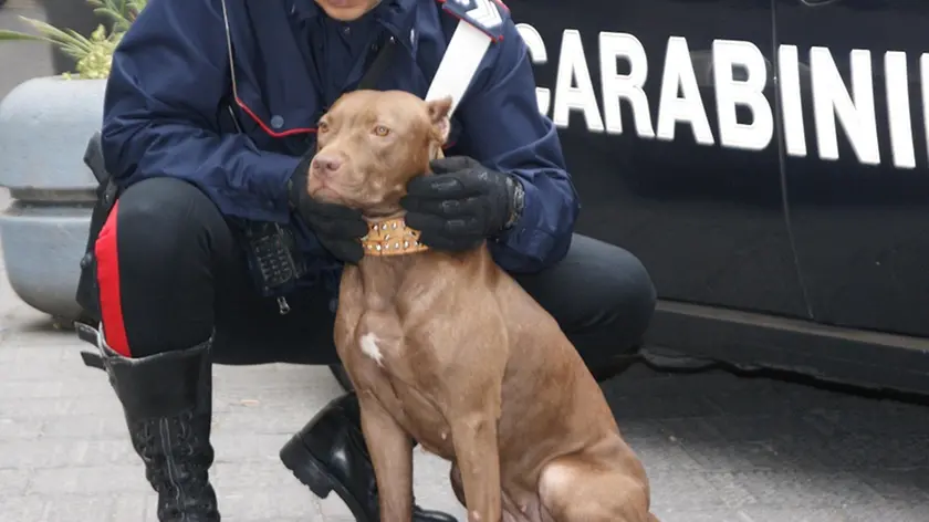 Il pitbull che ha azzannato al naso, a un braccio e al torace, un rapinatore che, a Napoli, aveva aggredito il suo padroncino, un ragazzo di 19 anni, e un suo amico, in una foto diffusa dai carabinieri il 25 ottobre 2014. ANSA/ UFFICIO STAMPA CARABINIERI ++HO - NO SALES EDITORIAL USE ONLY ++