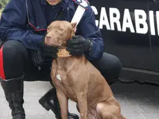 Il pitbull che ha azzannato al naso, a un braccio e al torace, un rapinatore che, a Napoli, aveva aggredito il suo padroncino, un ragazzo di 19 anni, e un suo amico, in una foto diffusa dai carabinieri il 25 ottobre 2014. ANSA/ UFFICIO STAMPA CARABINIERI ++HO - NO SALES EDITORIAL USE ONLY ++