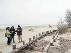 Le dune contro le mareggiate sulla spiaggia della Brussa a Caorle