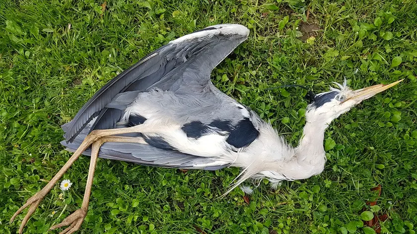 Un airone cinerino investito tra Musile e Caposile durante la stagione della cova