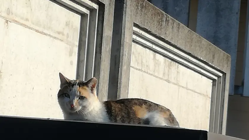 Un gatto su una pensilina del cimitero di Marano