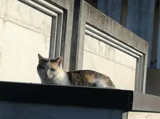 Un gatto su una pensilina del cimitero di Marano