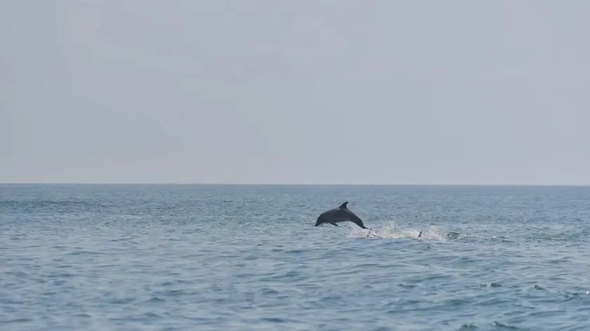 Uno dei delfini avvistati a Bibione poco distante dalla riva