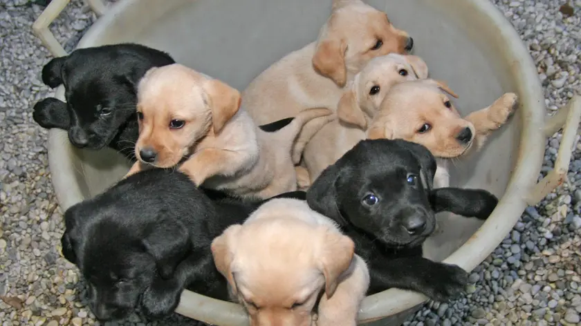 TOSATTO -A- CUCCIOLI LABRADOR VIA CALZETTA GM - TOSATTO -A- CUCCIOLI LABRADOR VIA CALZETTA GM