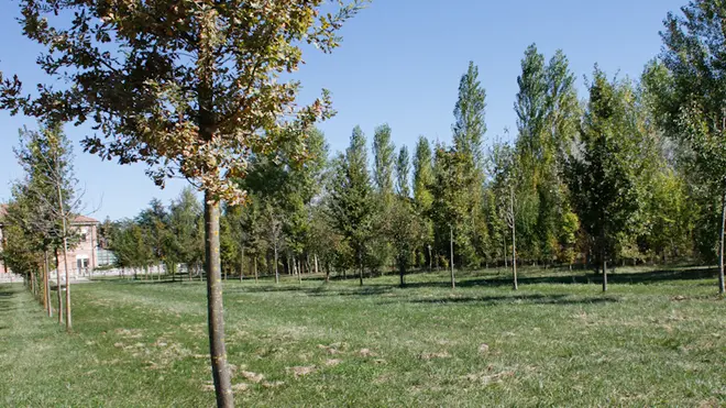 Bosco di Campalto.