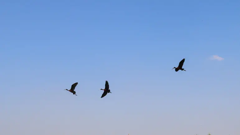 Foto Agenzia Candussi/ Baschieri/ Tessera/ VISITA ALL’OASI NATURALE PALIAGA