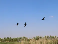 Foto Agenzia Candussi/ Baschieri/ Tessera/ VISITA ALL’OASI NATURALE PALIAGA