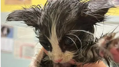 Il gattino coperto di colla e poi morto