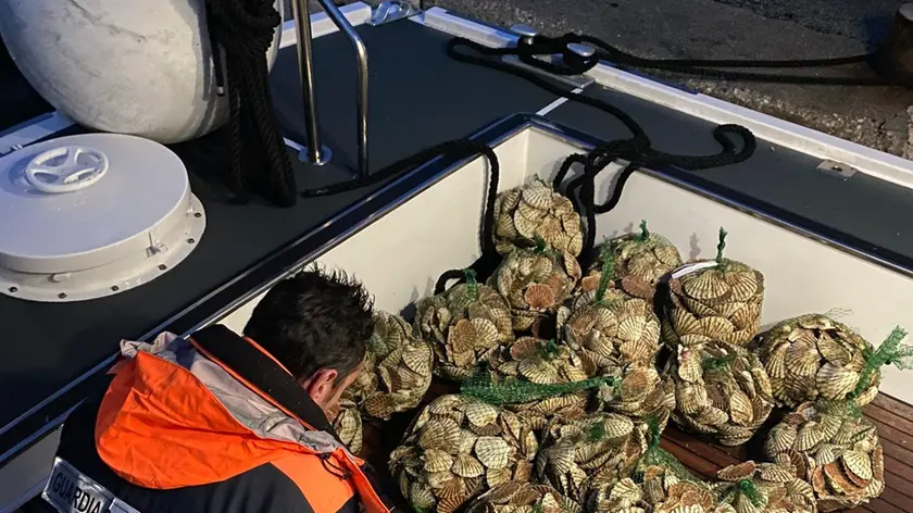 I venti sacchi di capesante sequestrati dalla Capitaneria di porto – Guardia Costiera di Chioggia