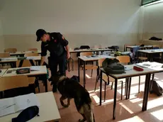 Controlli con i cani antidroga in classe, a Mirano