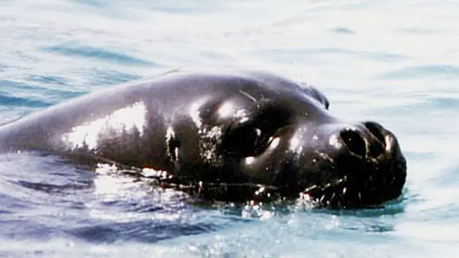 20100416 - AMBIENTE: WWF, BEN TORNATA FOCA MONACA, PLAUSO A PESCATORI - Una foto d'archivio di un esemplare di foca Monaca. Avvistamento eccezionale oggi di una foca monaca nelle acque dell'isola di Marettimo, isola siciliana che fa parte delle riserva marina delle isole Egadi a largo della costa di Trapani. Lo ha reso noto il ministero dell'Ambiente. ANSA / ji