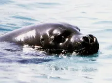 20100416 - AMBIENTE: WWF, BEN TORNATA FOCA MONACA, PLAUSO A PESCATORI - Una foto d'archivio di un esemplare di foca Monaca. Avvistamento eccezionale oggi di una foca monaca nelle acque dell'isola di Marettimo, isola siciliana che fa parte delle riserva marina delle isole Egadi a largo della costa di Trapani. Lo ha reso noto il ministero dell'Ambiente. ANSA / ji