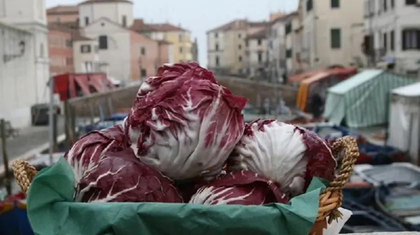 Depolo mph16c Elisabetta Donaggio..Chioggia: radicchio IPG la rosa di Chioggia