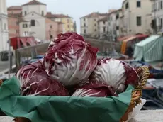 Depolo mph16c Elisabetta Donaggio..Chioggia: radicchio IPG la rosa di Chioggia