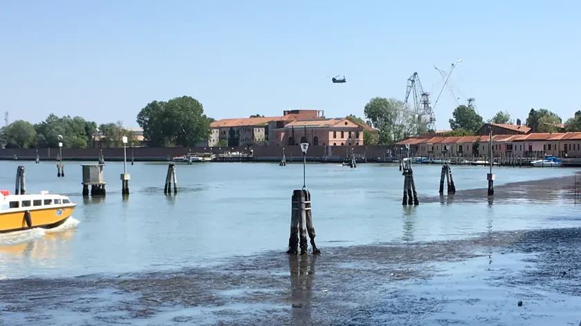 Una distesa di Sargassum vicino a Murano