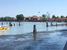 Una distesa di Sargassum vicino a Murano