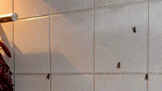 SAN DONA' DI P -. DINO TOMMASELLA - LAMANTEA - MOSCHE IN CASA IN VIA GRASSAGA