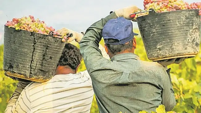 L’agricoltura è uno dei settori in cui è maggiore lo sfruttamento
