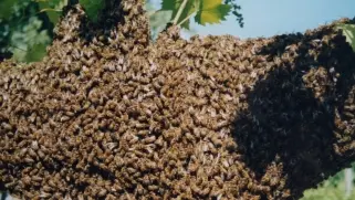 Uno sciame d’api come quello che ieri pomeriggio ha provocato problemi in spiaggia
