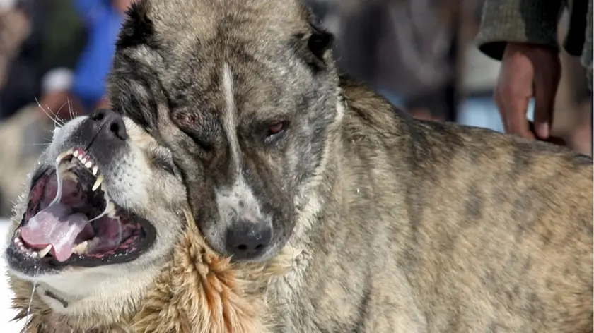 20090722 - ROMA - CLJ - BIMBO UCCISO DA CANI: ESPERTO, DIFESA CUCCIOLI CAUSA ATTACCO. Due cani da combattimento in una immagine di archivio. Proteggere i propri cuccioli e difenderli dal quel ''piccolo intruso umano'': questa la piu' ''probabile'' delle cause, oltre a ''una mancanza di cultura cinofila, soprattutto nel meridione'', alla base dell'aggressione dei cani che ieri sera hanno sbranato e ucciso il bambino di 7 anni, Giuseppe Azzarelli, a Acireale, in provincia di Catania. Escludendo anche la possibilita' che l'aggressione sia stata motivata da un'eventuale addestramento dei cani al combattimento, a spiegarci come potrebbero essere andate le cose e' il presidente del Pitbull syndacate Italy, Salvatore Montemurro, esperto di comportamento delle razze coinvolte. ANSA/SYED JAN SABAWOON/DRN