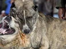 20090722 - ROMA - CLJ - BIMBO UCCISO DA CANI: ESPERTO, DIFESA CUCCIOLI CAUSA ATTACCO. Due cani da combattimento in una immagine di archivio. Proteggere i propri cuccioli e difenderli dal quel ''piccolo intruso umano'': questa la piu' ''probabile'' delle cause, oltre a ''una mancanza di cultura cinofila, soprattutto nel meridione'', alla base dell'aggressione dei cani che ieri sera hanno sbranato e ucciso il bambino di 7 anni, Giuseppe Azzarelli, a Acireale, in provincia di Catania. Escludendo anche la possibilita' che l'aggressione sia stata motivata da un'eventuale addestramento dei cani al combattimento, a spiegarci come potrebbero essere andate le cose e' il presidente del Pitbull syndacate Italy, Salvatore Montemurro, esperto di comportamento delle razze coinvolte. ANSA/SYED JAN SABAWOON/DRN