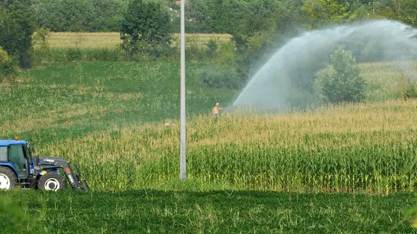 20060725 AGRICOLTURA IRRIGAZIONE (BERTOLIN/Bertolin ) Coltivazione intensiva nella campagna veneta