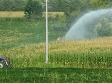 20060725 AGRICOLTURA IRRIGAZIONE (BERTOLIN/Bertolin ) Coltivazione intensiva nella campagna veneta