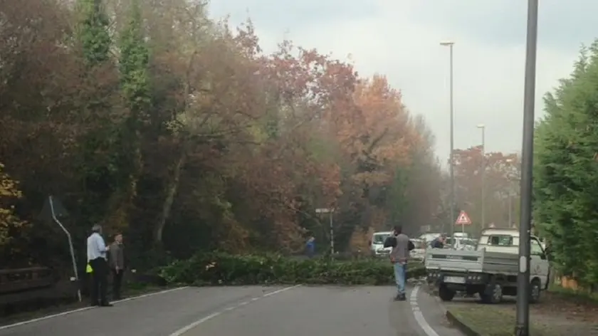 L'albero caduto su via Parauro a Mirano