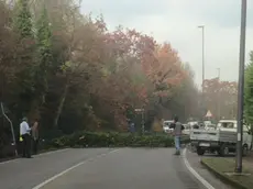 L'albero caduto su via Parauro a Mirano