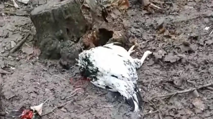 Una delle galline uccise dalle volpi