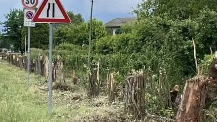 Alberi tagliati a Cavallino -Treporti