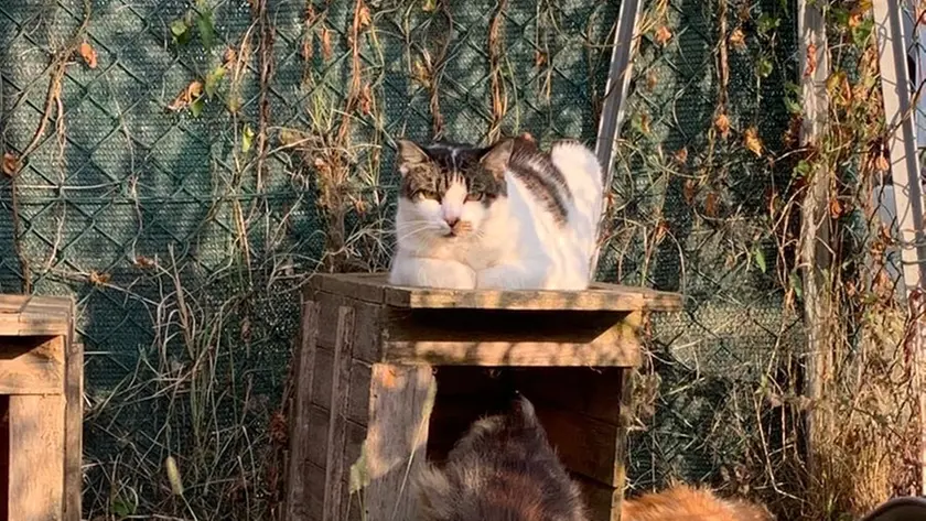 Un micio nel gattile di Malamocco