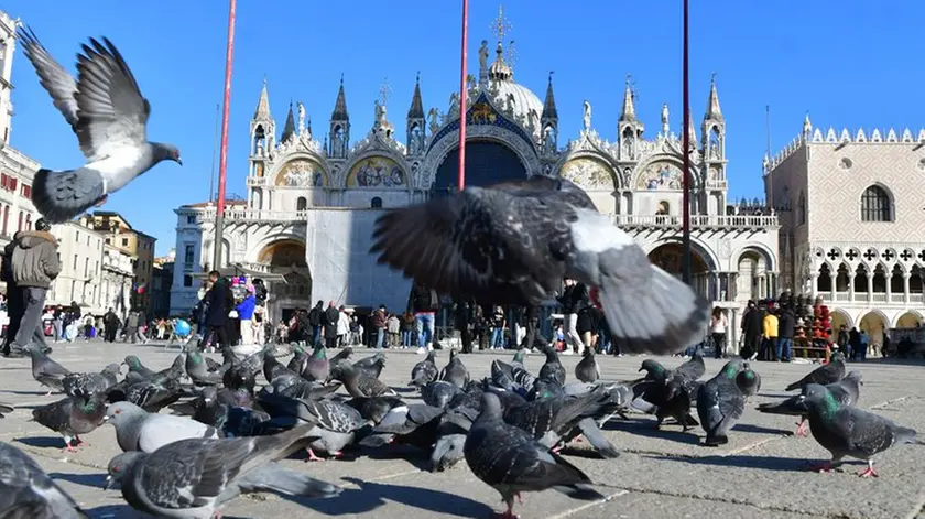 Piccioni in Piazza San Marco