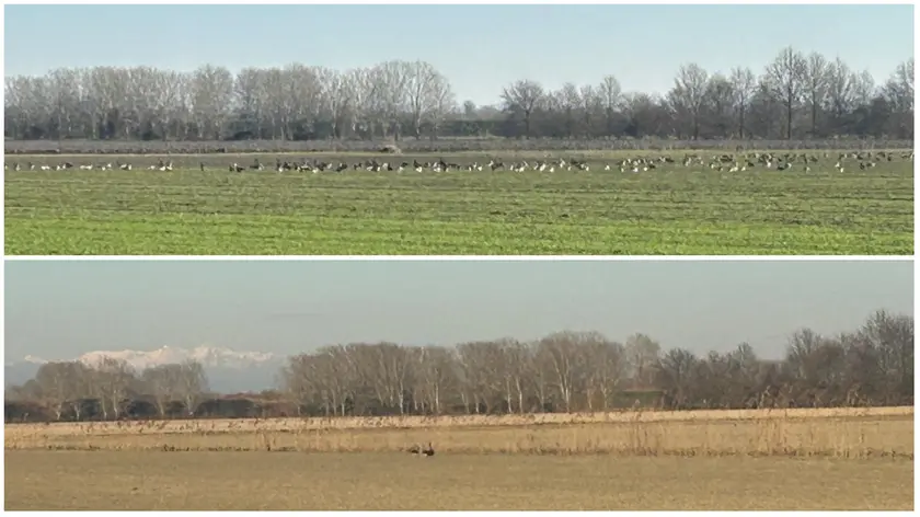 Nella foto sopra, gli stormi di oche nel campo il 6 febbraio. Sotto il campo fotografato il 7 febbraio