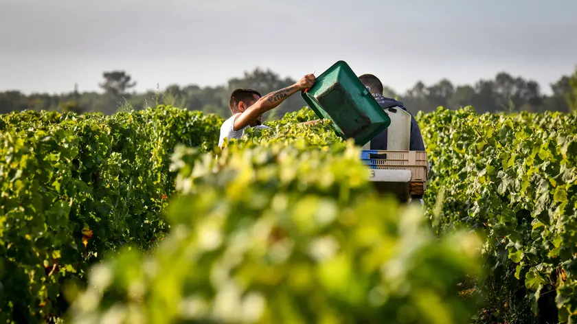 Il mercato vitivinicolo nel Veneto Orientale in espansione