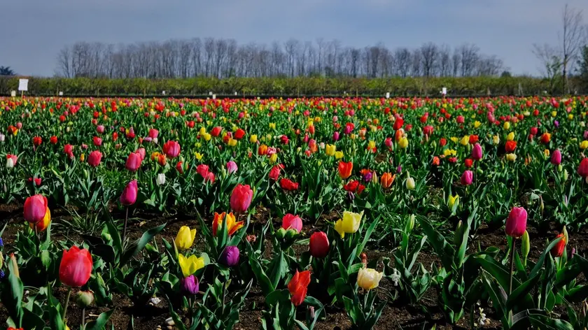 La fioritura di tulipani da Nonno Andrea