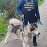 L'husky salvato dalle guardie zoofile