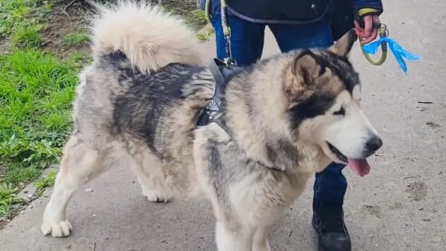 L'husky salvato dalle guardie zoofile