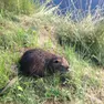 Una nutria, la Regione Veneto ha appronttao un piano per l'abbattimento di questa specie