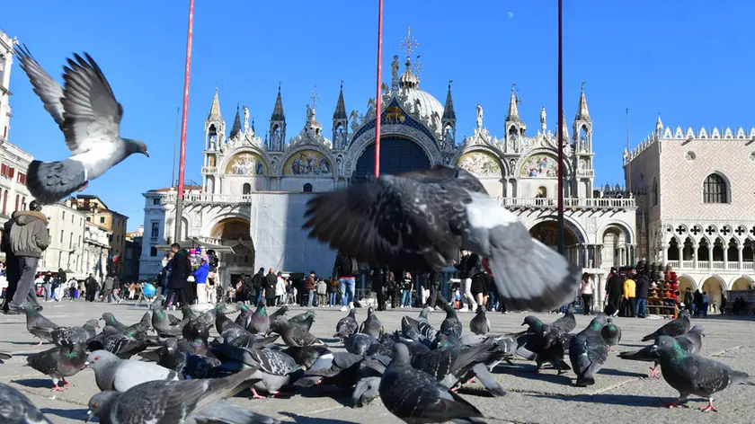 Colombi in Piazza San Marco
