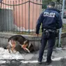 Il cane antidroga Warus e l'agente della polizia locale che lo accompagna